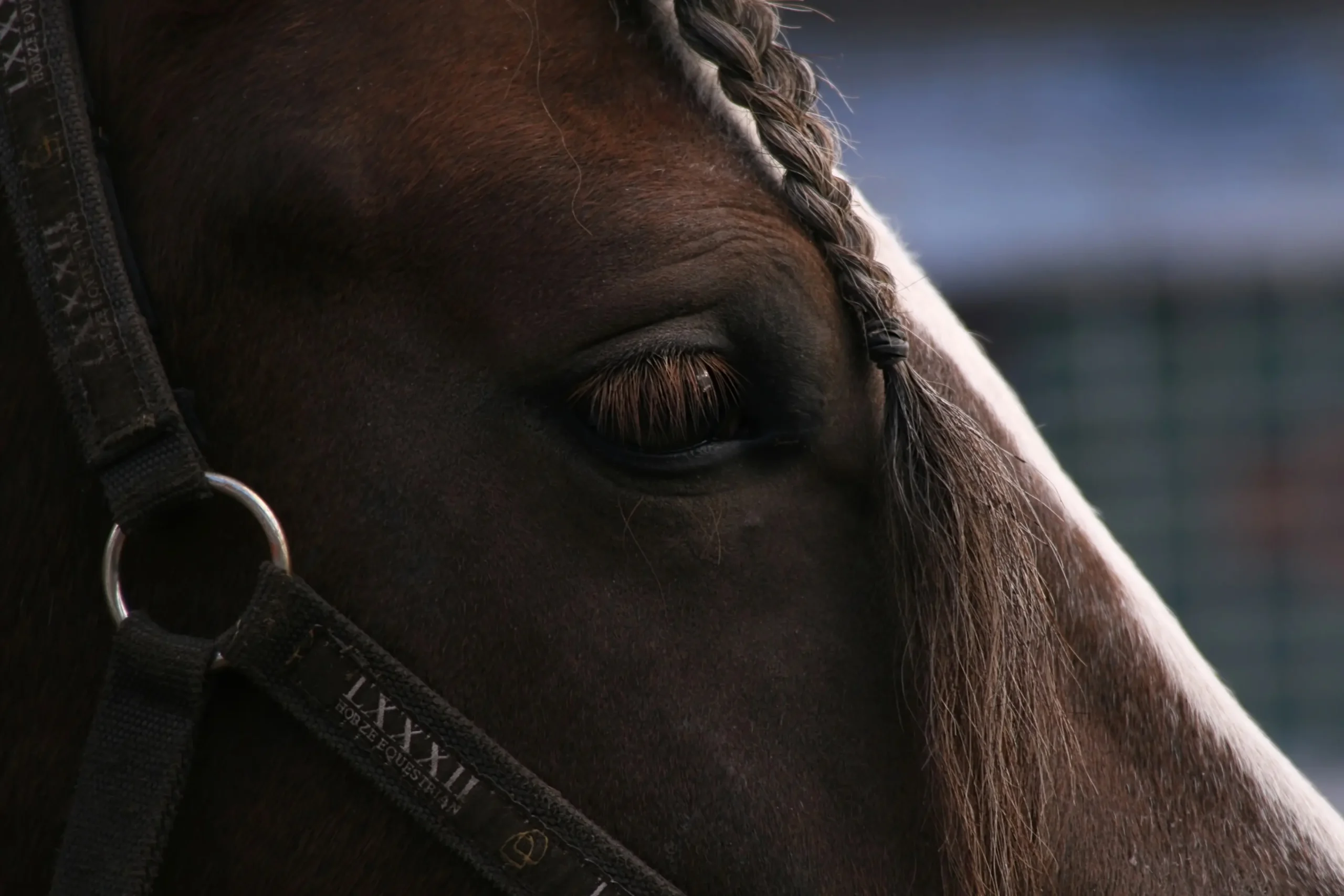 Pferd am Stall
