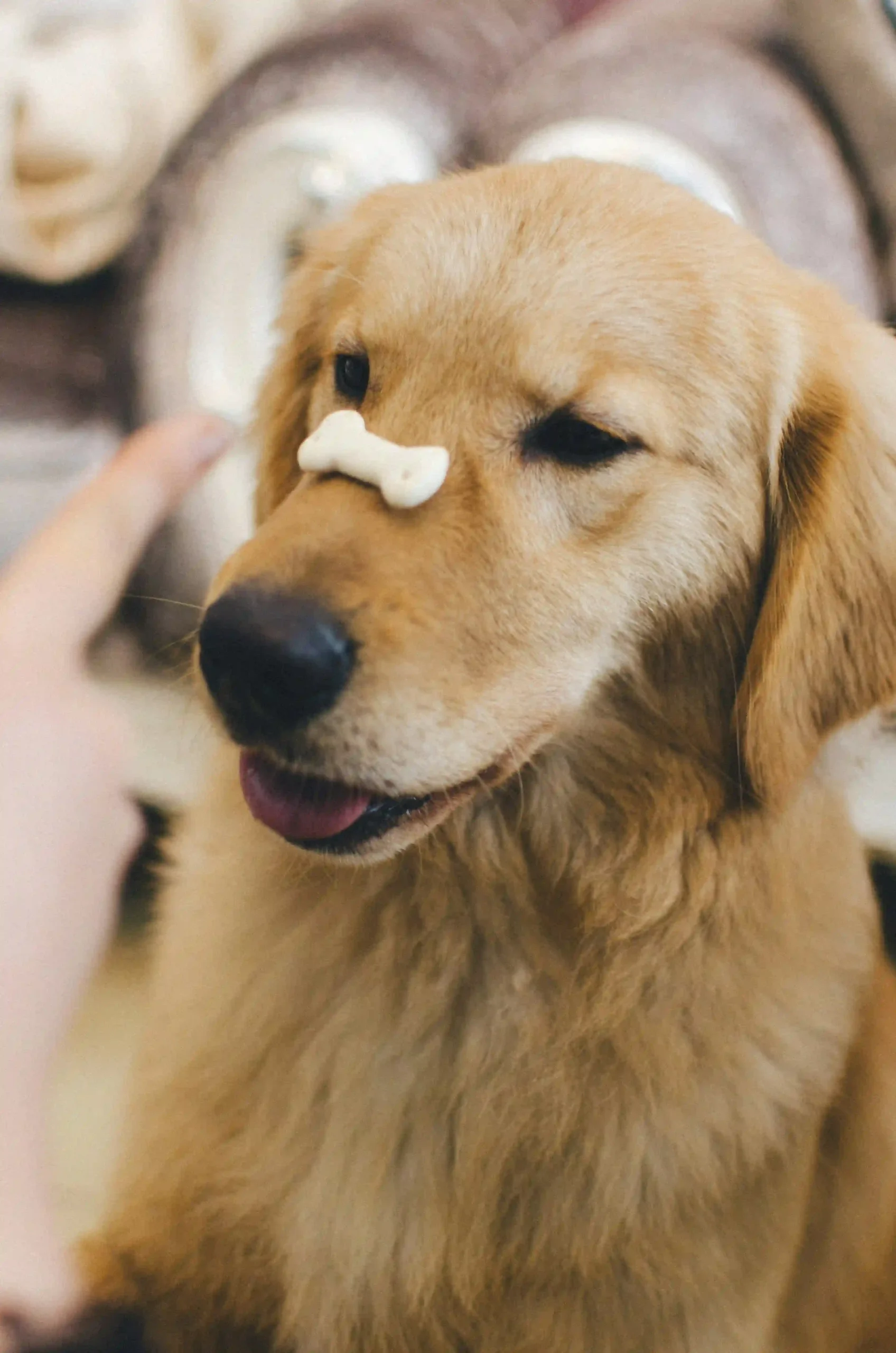 Hund bekommt ein Leckerli aus der Hand